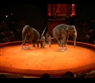 Moscow circus by Andrew Gatt/creative commons